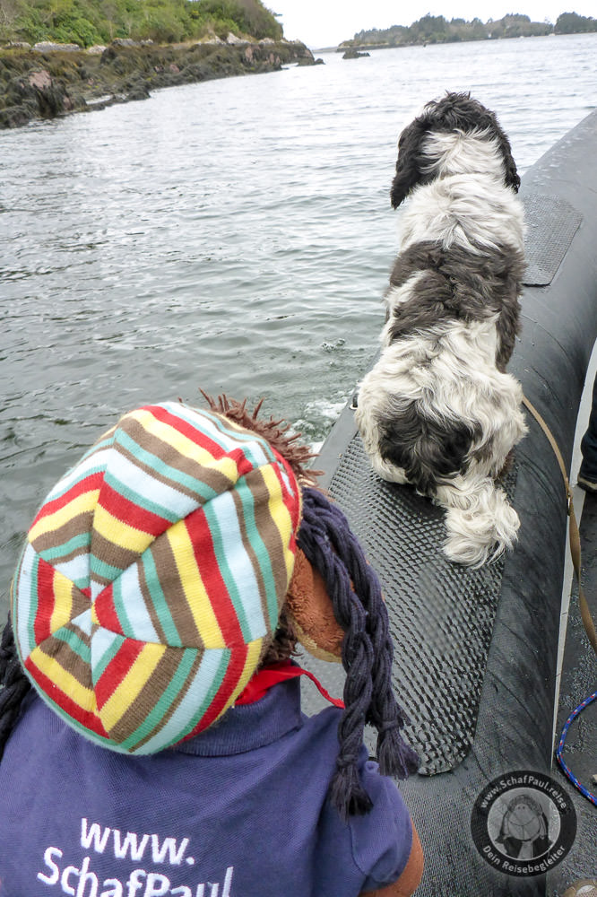 Auf der Suche nach den Seehunden