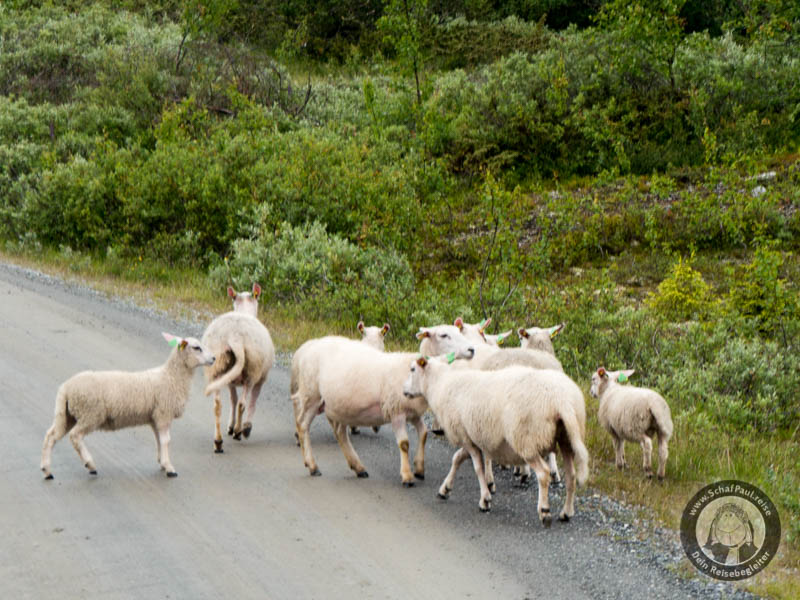 Norwegische Schafe