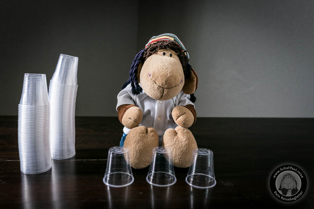 Schaf Paul testet die Becher