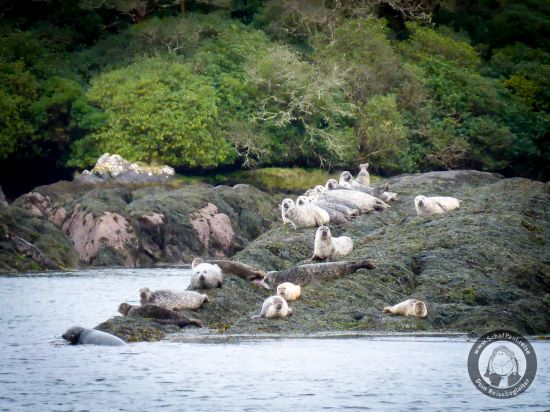 Seehunde in der Bucht von Kenmare