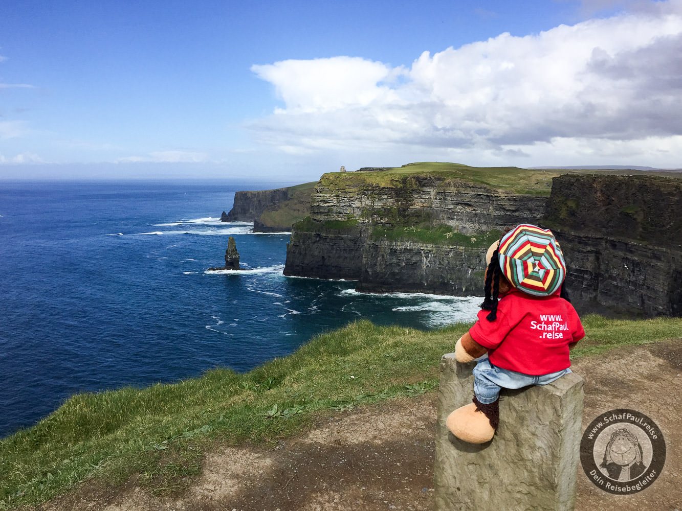 Schaf Paul auf den Cliffs of Moher